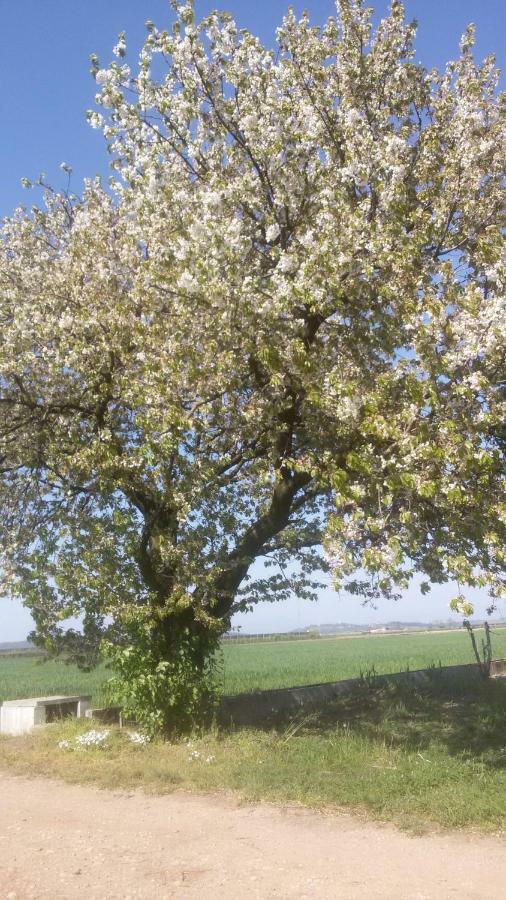 B&B Peschi In Fiore Valeggio sul Mincio Kültér fotó